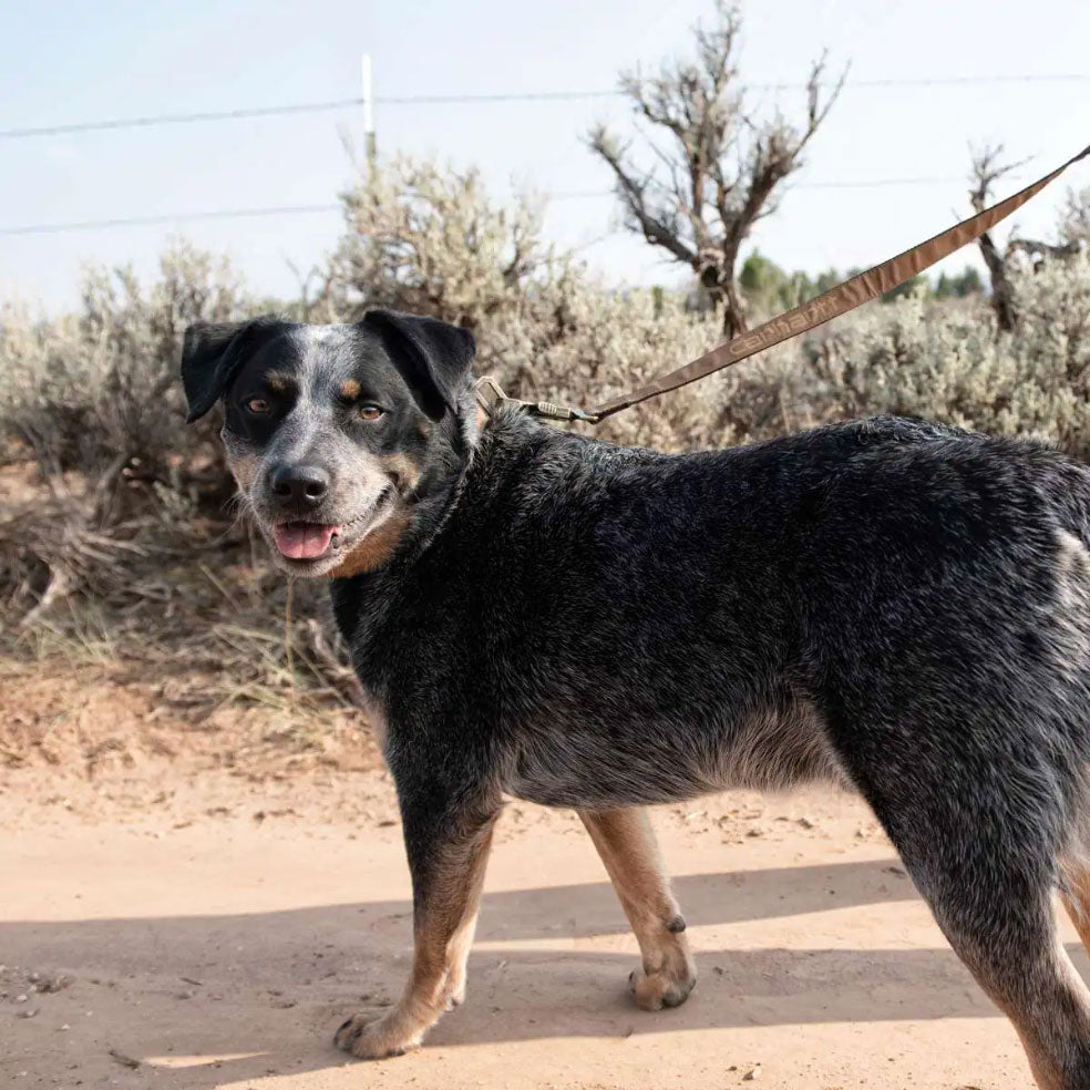 JOURNEYMAN DOG LEASH Carhartt Brown